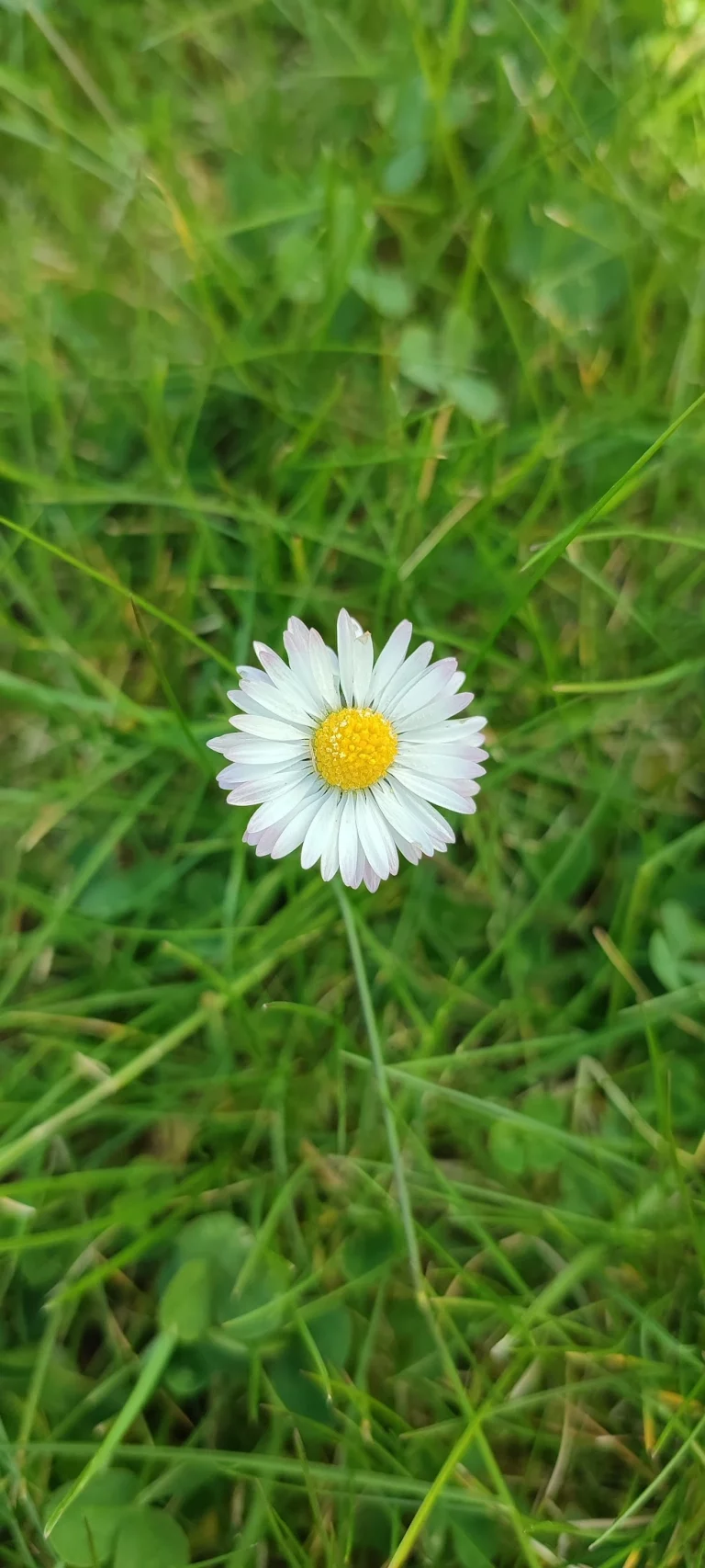 fleur-site-internet-pas-de-calais